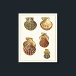 Toile Coquilles antiques craquelées<br><div class="desc">L'artiste Denis Diderot est talentueux et connu pour ses grandes images de la vie marine. Dans cette image très vivante, il capture quatre coquillages conques craquelés dans leur style le plus naturel. Les conches sont souvent craquelés comme ces quatre coquillages et dans un ton sépia. Obtenez votre produit de coquillages...</div>