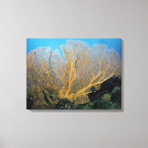 Toile Corail de Gorgonian