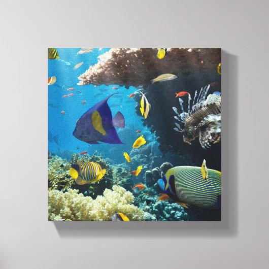 Toile Corail et poissons en Mer Rouge, Egypte (Recto)