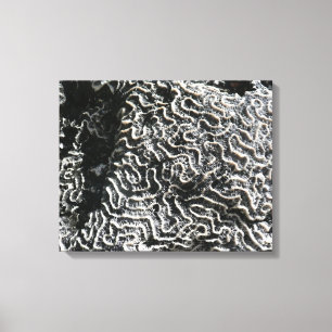 Toile Corail noir et blanc I Abstrait Nature Photo