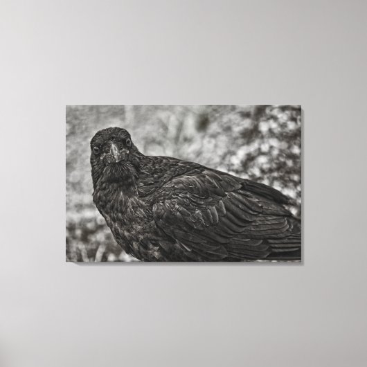 Toile Corbeau P9239 (Recto)