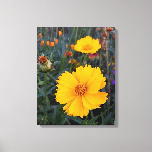 Toile Cosmos Orange Dans La Photo Avant-Plan (Recto)