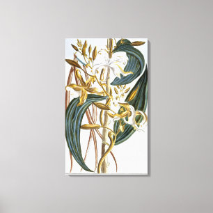 Toile Cosses de vanille, plat 65, de 'collection
