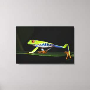 Toile Costa Rica, Grenouille aux yeux rouges (Agalychnis