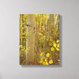 Toile Couleurs d'automne dans les Aspens du Colorado