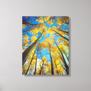 Toile Couleurs d'automne des arbres d'Aspen 2