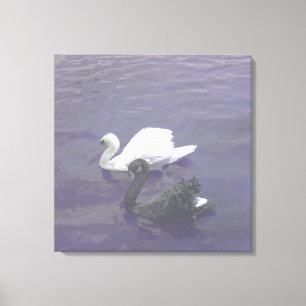 Toile Couple de cygne noir et blanc sur un lac