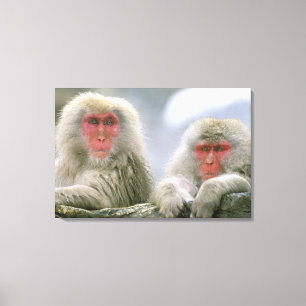 Toile Couple de singes des neiges, Macaque japonais,