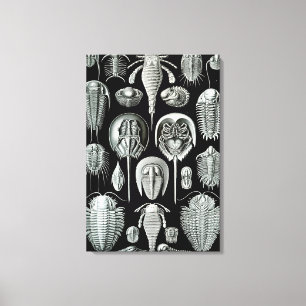 Toile Crabes d'Ernst Haeckel Aspidonia