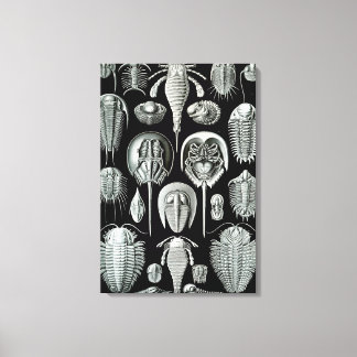 Toile Crabes Ernst Haeckel Aspidonia