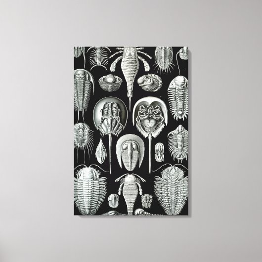 Toile Crabes Ernst Haeckel Aspidonia (Recto)