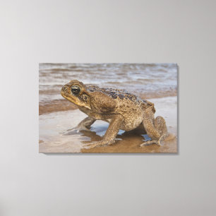 Toile Crain crapaud Rhinella marina, précédemment Bufo