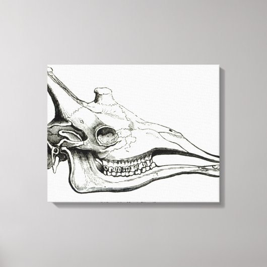 Toile Crâne d'une girafe (Recto)