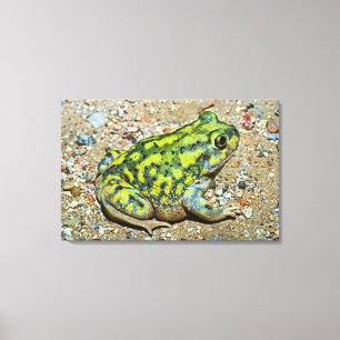 Toile Crapaud de Spadefoot d'un divan
