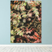 Toile Crassula perforata (Insitu (Plancher de Bois))