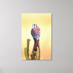 Toile Crécerelle américaine, Falco sparverius, Originair