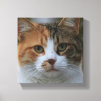 Créez Votre Propre Photo de Chat Personnalisée