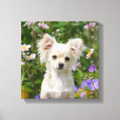 Toile Crème mignonne Chihuahua Chien Chiot Photo - Envel (Recto)