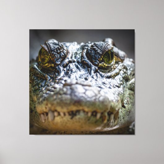 Toile crocodile dans l'eau (Recto)