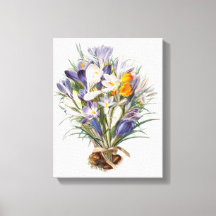 Toile Crocus Spring Flower Botanique Floral Art