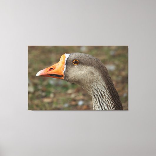Toile Croix du cygne gris (Recto)