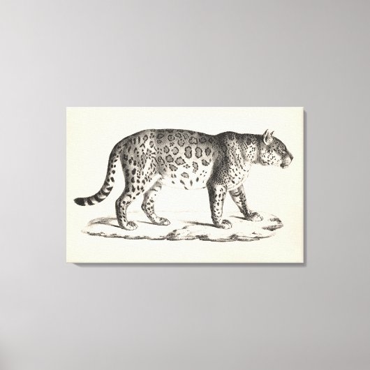 Toile Croquis Brodtmann Leopard (Recto)