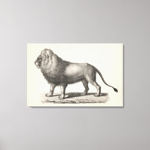 Toile Croquis Brodtmann Lion