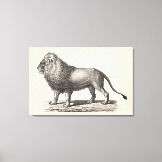 Toile Croquis Brodtmann Lion (Recto)