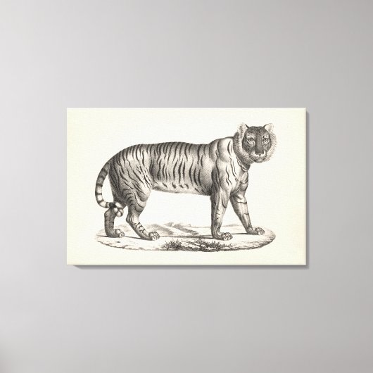 Toile Croquis Brodtmann Tiger (Recto)