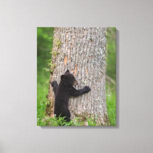Toile Cube d'ours noir   Great Smoky Mountains
