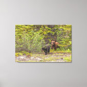 Toile Cubes d'ours (Recto)