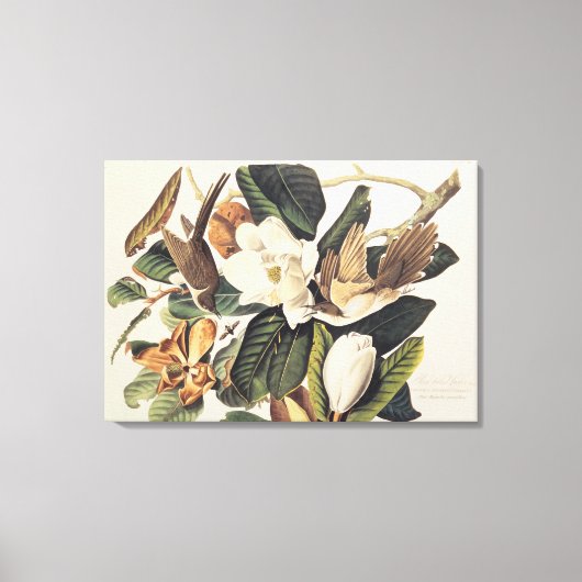 Toile Cuckoo à bec noir sur Magnolia Grandiflora, 1828, (Recto)