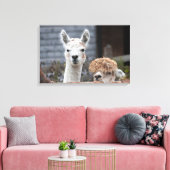 Toile Curieux Alpacas Beaux Animaux (Insitu(Salon))