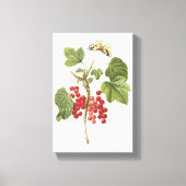 Toile currant rouge (Ribes rubrum) par Redouté (Recto)