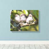 Toile Cute Baby Bushtit Songbirds (Insitu (Plancher de Bois))