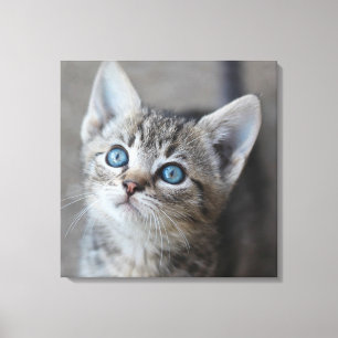 Toile Cute Kitten