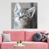Toile Cute Kitten (Insitu(Salon))