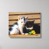 Toile Cute Kittens Fleurs Chat Photo (Recto)