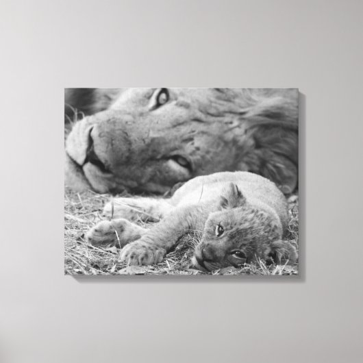 Toile Cute Lion Cub Repose Avec Le Père (Recto)