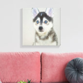 Toile Cute Petit Pomsky Puppy (Insitu(Salon))