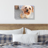 Toile Cute Yorkie Puppy (Insitu(Chambre))