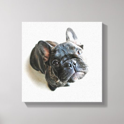 Toile Cutest Baby Animals | French Bulldog Look Up (Recto)