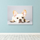 Toile Cutest Baby Animals | French Bulldog Lying Down (Insitu (Plancher de Bois))