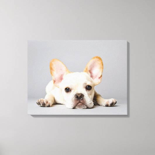 Toile Cutest Baby Animals | French Bulldog Lying Down (Recto)