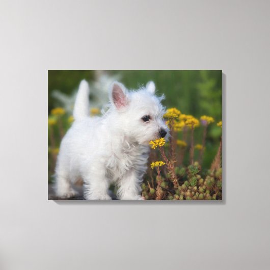 Toile Cutest Baby Animals | West Highland White Terrier (Recto)