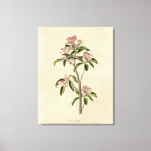 Toile Cuvier's Kinglet (Cuvier's Regulus) Audubon Birds (Recto)