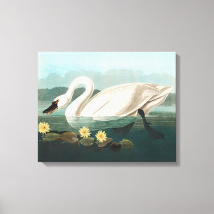 Toile cygne audubon cygnes d'eau blanche