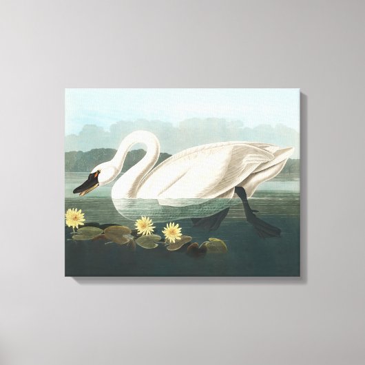 Toile cygne audubon cygnes d'eau blanche (Recto)
