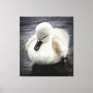 Toile Cygne bébé   Cygnet