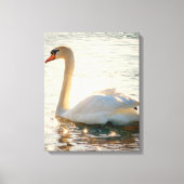 Toile Cygne Blanc Sur Un Lac (Recto)